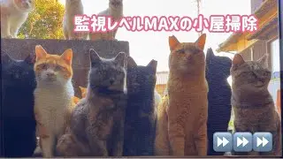無言なのにうるさい視線。小屋掃除、監視レベルMAXで実施中。