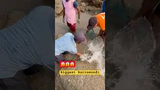 Dangerous vana Fishing #shorts #viral #shortvideos आज वाण्यात भेटला म्हावऱ्याचा खजाना