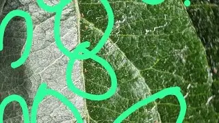 Red Mite on Apple leaves || When to Spray || how to control