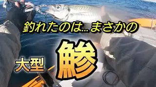 思いもしなかったデカ鯵