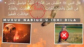 Muxu nabigu u idhi dila shimbirtan