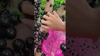 #Jabuticaba #ExoticFruit #RareFruit #FruitLover #TropicalFruits