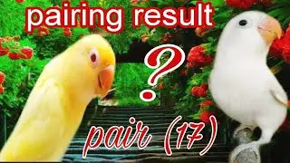 How to produce decino & Albino/ino | creamino, into, Albino black eyes | video number (17).