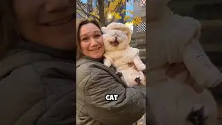 This Cat Is So Smart 😂