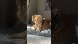 【サビ猫】もっちり猫の毛繕い #cat #猫のいる暮らし #ねこ #保護猫 #サビ猫