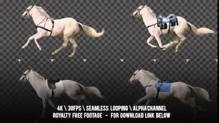 White Horse running and drawn. Harness  different saddles.