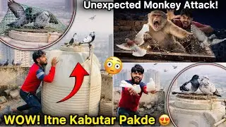 Sirf 2 Din Me Teen Kabutar Pakde 😱 || Monkey vs Pigeon Cage 😡