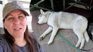 Memphis the Husky got SO Dirty While Camping With Dogs