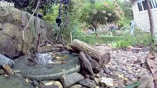 9-16-2025 10:44AM Female American Redstart Bottom Camera 
