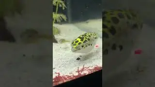 Green Spotted Puffer and Pea Puffers Eating Bloodworms