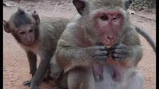 Why Sweet Pea Baby Monkey Afraid Popeye while She Eating? Sweet Pea Baby Monkey Crying Loudly