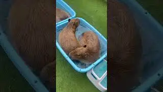 Capybara in wash mode 🫧🦫 #Capybara #animalcafe #animal #tokyo #shinjuku #takadanobaba #cappiness