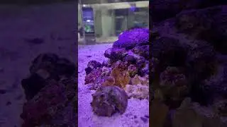 Leaf scorpionfish sting!