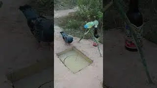 DIY Bird Trap Techniques - Primitive Pigeon Trapping #shortsviral #shortvideo #shorts