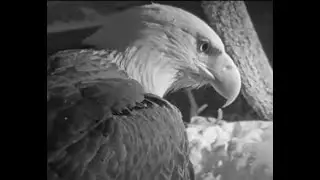 Not a lot of Spring for Jackie and Shadow, Bald Eagles in Big Bear March 31 2024