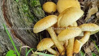 The Inedible Mushroom: Golden Pholiota (Pholiota aurivella) Not Honey Mushroom