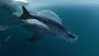 Dancing Dolphins with Wavedancer - Low Isles of  Port Douglas, Australia