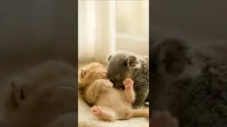 Малыш коала обнимает спящего котёнка | Самый милый момент обнимашек