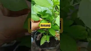 Petik Kemangi. #berkebundirumah #gardening #garden #tanamanunggul