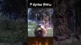 ТРОГАТЕЛЬНЫЙ хрюк❤️