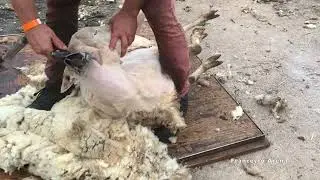 MONTE SANT'ANGELO: PRIMA FESTA DELLA TOSATURA -SITIZZO