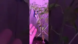 Indoor gardening,  Wintering pepper plants 