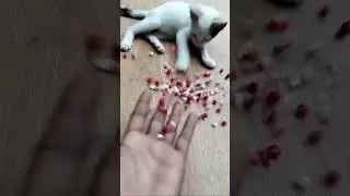 💖 Barsik Cat Reverse ASMR That Feels Very Soft 🐱 #cat #reverse