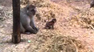 Baboon and baby