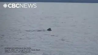 Giant sea turtle spotted on Haida Gwaii