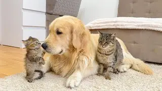Golden Retriever Witnesses the Strange First Meeting Between Tiny Kitten and Cat