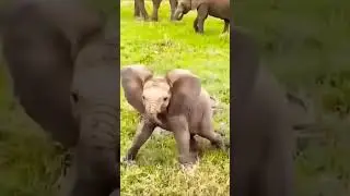 Watch END, Baby Elephant on the Run | Discoveries Tv