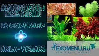 Аквариумные растения из магазина EXOMENU.RU и их содержание + АКВА-РЕЛАКС.✓