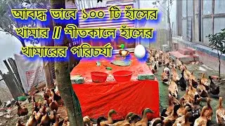 আবদ্ধ ভাবে ১০০ টি হাঁসের খামার // শীতকালে হাঁসের খামারের পরিচর্যা 🦆🥚@RakibAgrofarm-v6s 