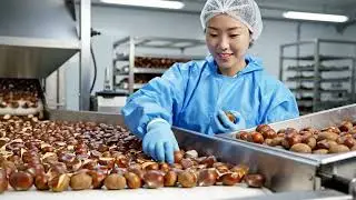 Inside the Factory: Inside a Chestnut Factory Process (Full Process)