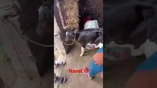 Navel ill in calf#cow #animals @animallifeline1124