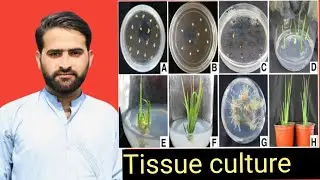 Tissue culture (in-vitro growth) In Urdu|Hindi.