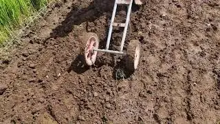 TRADITIONAL FARMING SKILL: PEANUT SEEDLING WITH A SMART TECHNIQUE - Agriculture Farming