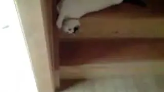 Самый ленивый кот
