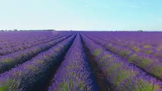 Islamic Background Video No Copyright - A Beautiful Flower Garden Drone Footage