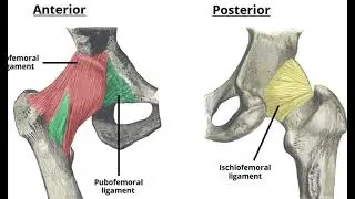 ANATOMY past question