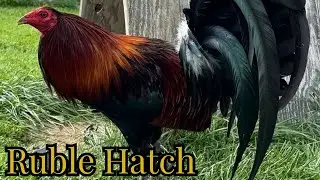 Beautiful Pure Ruble Hatch Cardinal Kelso Sweater Albany James Sylvester Hatch Grey Rock Farm
