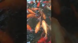 Koi Swimming in Slow Motion