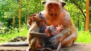 What's So Cute Newborn Baby Monkey Polly, Little Baby Monkey!