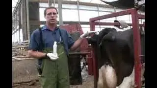 Taking the Rectal Temperature of a Dairy Cow