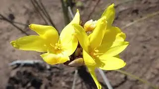 South Africa Flora - Western Cape - Garden Route - Sunshine Coast