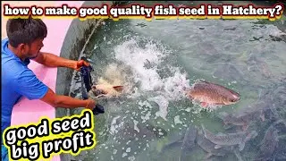 how to make good quality fish seed in fish hatchery / good quality fish seed kaise banaya jata hai?