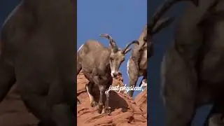 Bighorn Ram: Quest For Survival