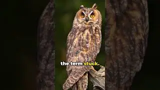 A group of owls is called......