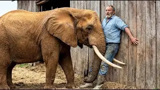 Elephant Attacked The Farmer And Pinned Him With His Tusks! What Happened Next Was Shocking!