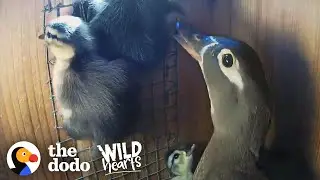 Mama Duck Coaches Her Babies Out Of The Nest For The First Time | The Dodo Wild Hearts